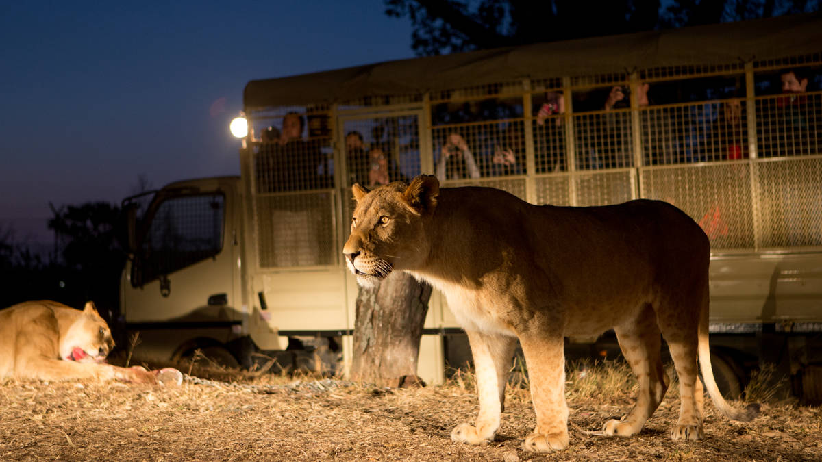 Mini Safari Tour de 2 horas con alimentación adicional de leones en Broederstroom