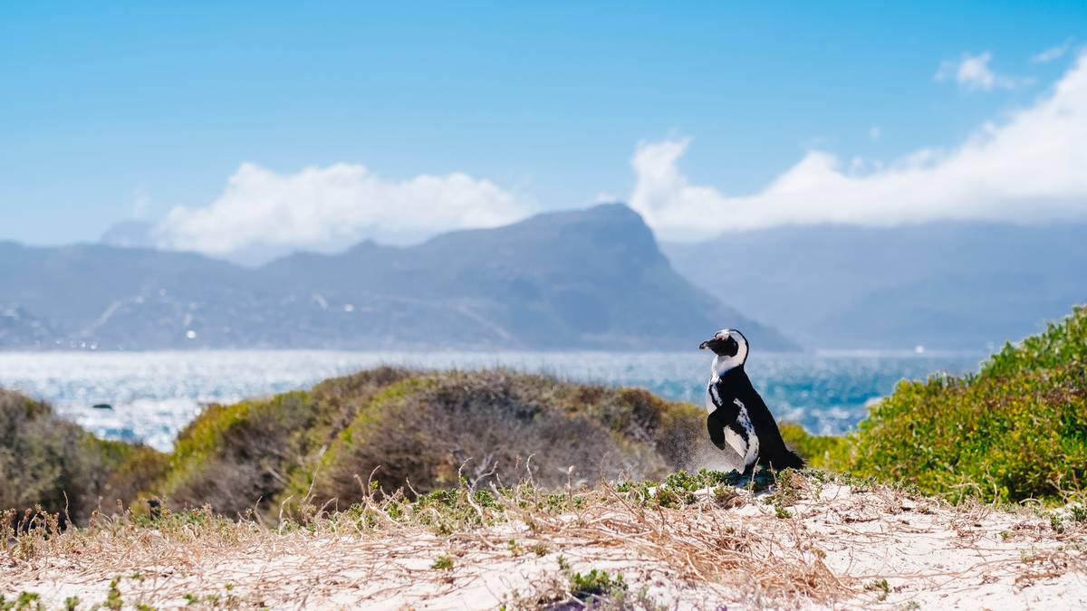 Cape Point y Winelands – Tour 2 en 1