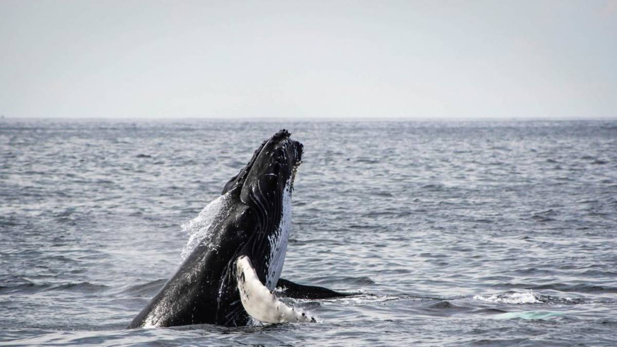 Ver ballenas en Hermanus – viaje de ida y vuelta desde Ciudad del Cabo
