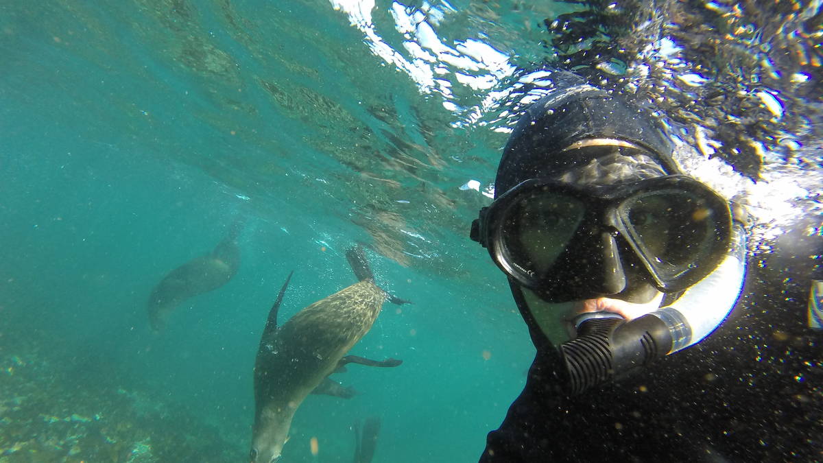 Haz snorkel con focas en Hout Bay