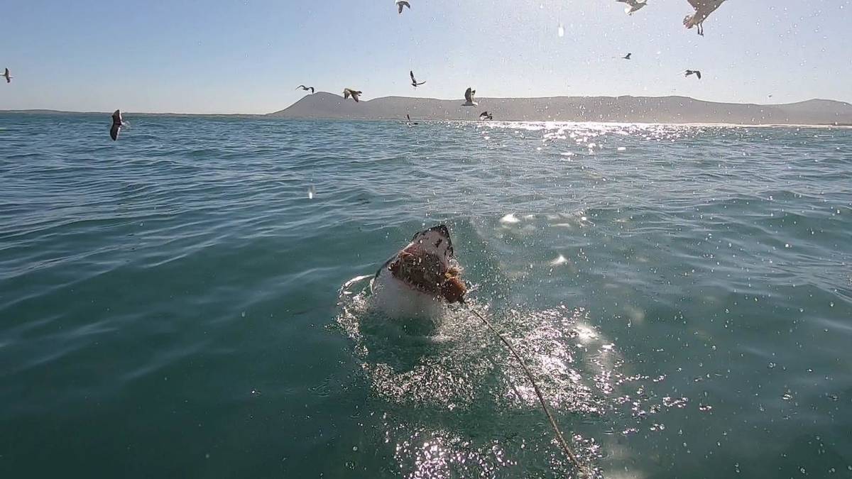 Inmersión en jaula con tiburones en la bahía de Van Dyk (traslado de ida y vuelta desde Ciudad del Cabo)